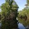 Swamp Tour in Schriever - Lousiana