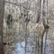 wetlands