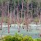 Marsh woods