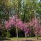 2010, West Plains, MO, USA - flowering trees