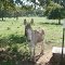 Outstanding in his field