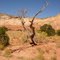 Dead Cedar Tree (Ghost Ranch, New Mexico, USA)