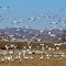 Snow Geese feeding near Parma ID
