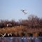 Swans take off at Old Fort Boise