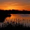 Sunrise on a Wild Goose Chase