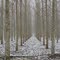 Stretch of Trees