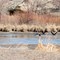 Platte River geese