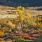 fall cottonwood