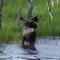 Moose along the Alaska Railroad