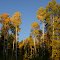 aspens at campsite