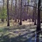 Tupelo Gum Swamp