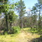 oak/pine barrens: mio, michigan