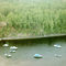 Yentna River, Alaska