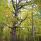 wolf tree, orchard lake nature sanctuary