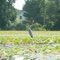 great blue heron on Middle Straits lk