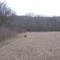 The field
