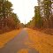 Bike Path