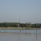Eagle at Benbrook Lake, Texas
