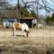 Horse on East Ohio Street Near Chestnut