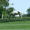 Horse enjoying Stallion Park Place