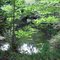 Pool in a glade