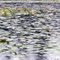 surface of Lake Number Twelve
