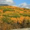 Indian Summer in Alaska