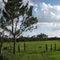 View from Hatchineha Road