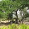 Old Tree