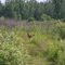 White-Tailed Deer - Odocoileus virginianus