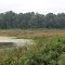 Wetlands