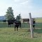 Cow Farm