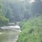 Cows Crossing Stream 2
