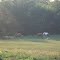 Wild Illinois Horses