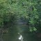 Farm Stream
