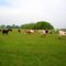 Cattle grazing cool season grasses at Midewin National Tallgrass Prairie