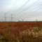 Des Plaines Conservation Area with high voltage power lines