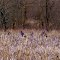 A rafter of Turkeys among corn stubble in western Johnson County, Kansas.
