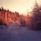 Alaska. Rime Frost. -48 F, off Badger Rd, North Pole, Alaska, jan 1972