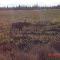August moose