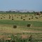 Hay field near Henry,NE