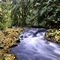 Scappoose Creek fall 2008