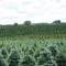 Christmas Tree Farm