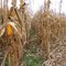 Dry corn harvest