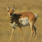 Female Antelope ...09.30.08*