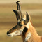 Pronghorn Antelope ...09.30.08*