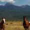 Horses beneath the west side of the Mission Mountains