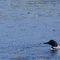 Loon on Big Sand Lake
