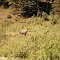 Moose,  Kenai Peninsula, Alaska, July 1971