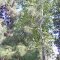 Crooked tree. South East corner if the Panavision offices, Woodland Hills, CA